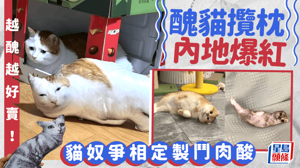 醜貓攬枕內地大熱，日賣兩三千，越醜越好賣！貓奴發照定製比「醜萌」。