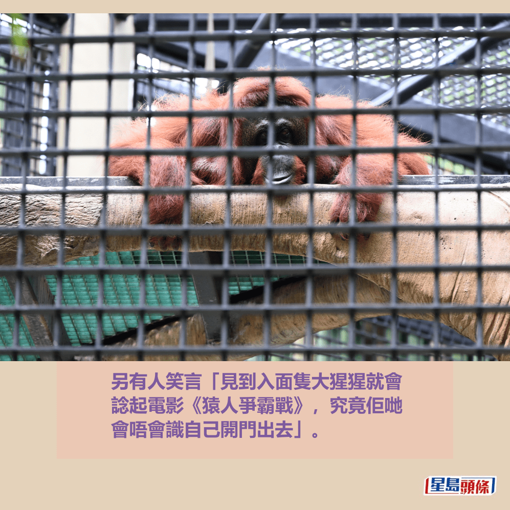 另有人笑言「見到入面隻大猩猩就會 諗起電影《猿人爭霸戰》,究竟佢哋 會唔會識自己開門出去」。資料圖片 另有人笑言「見到入面隻大猩猩就會 諗起電影《猿人爭霸戰》,究竟佢哋 會唔會識自己開門出去」。資料圖片