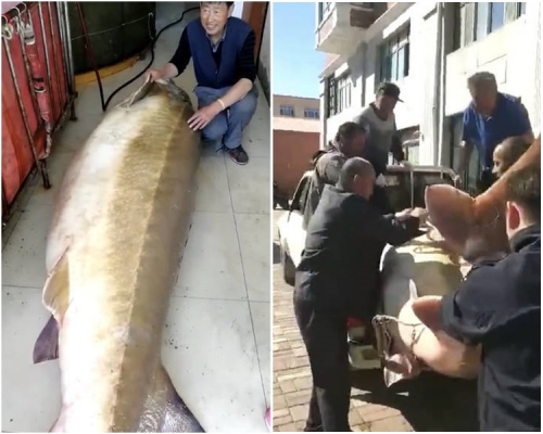 众人合力将鱼抬上车。