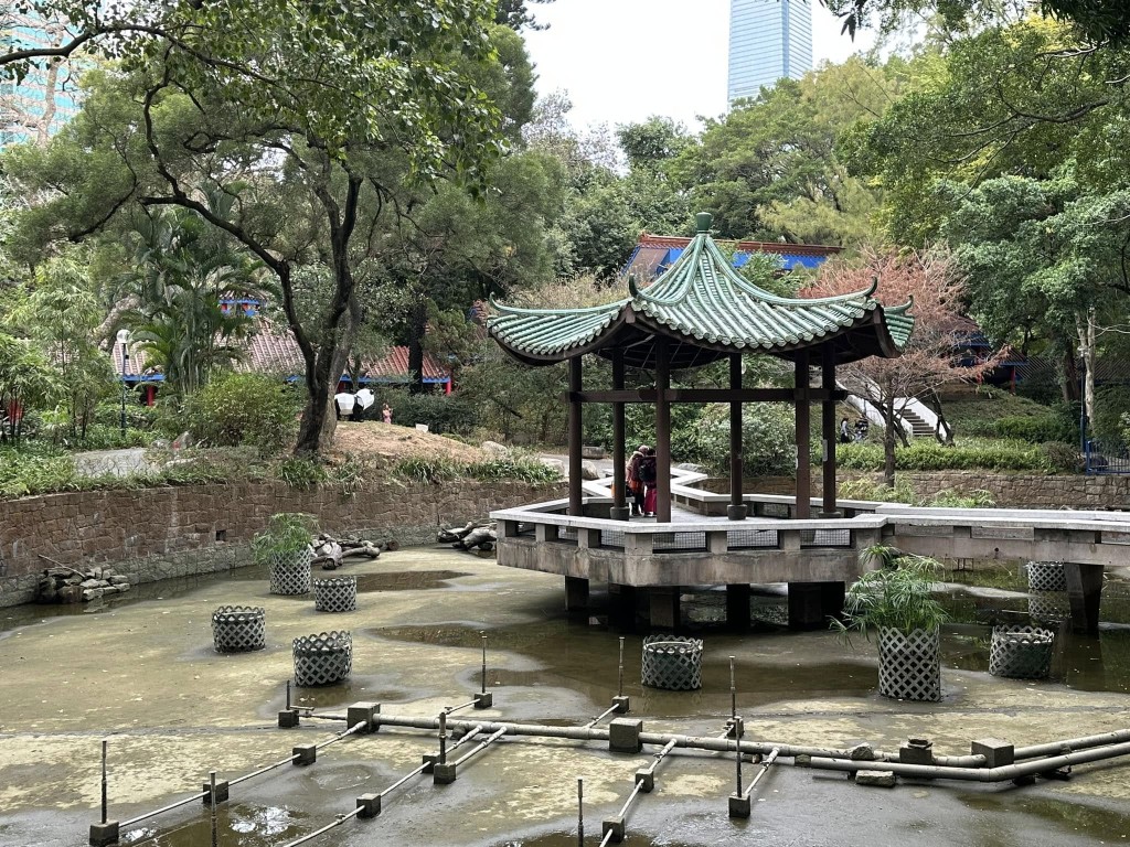 現場是九龍公園內中國花園的人工湖及水池。fb龜途 The Turtle's Inn圖片