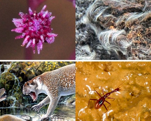 （左上起）Sciaphila sugimotoi、Thiolava veneris、（左下起）Wakaleo schouteni、Xuedytes bellus