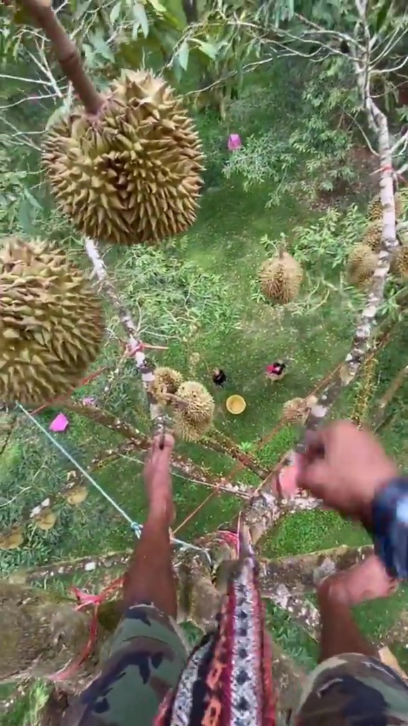 網上流傳驚險的工人爬樹採榴槤短片。網上截圖