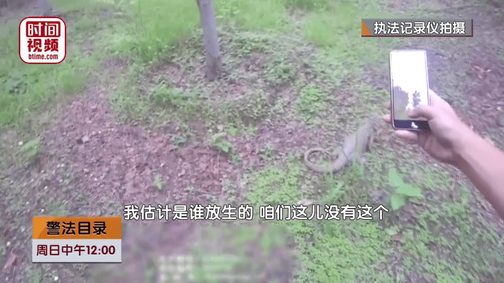 北京市民在路邊草叢發現1米長巨型蜥蜴。