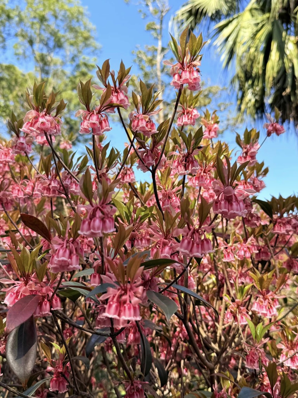 一樹吊鐘花。圖片授權Ｗinnie Lam
