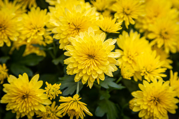 黄色菊花供在神坛上，代表你想求财富求增益。