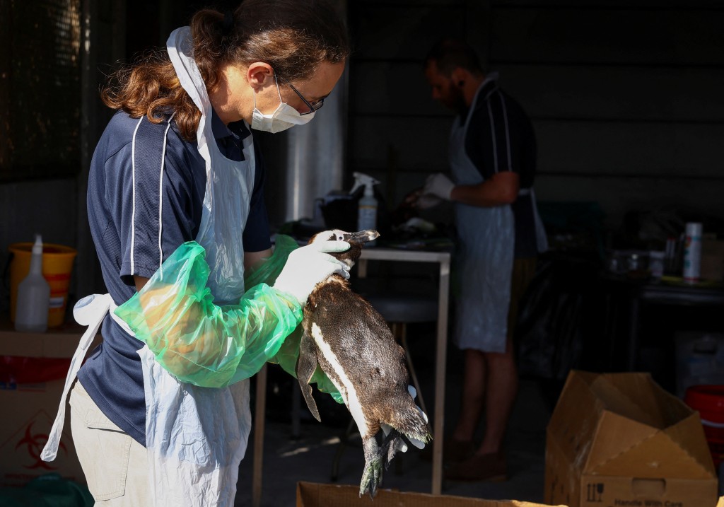 南部非洲海岸鳥類保護基金會（SANCCOB）臨床獸醫羅拔斯（David Roberts）表示，28隻瀕臨絕種的企鵝死亡。路透社圖片