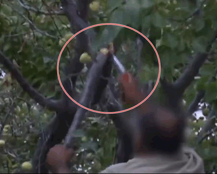 有人粗暴地用刀割树枝。网图