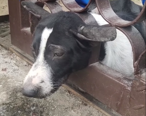 泰國有流浪狗被困鐵閘獲救出。網上截圖