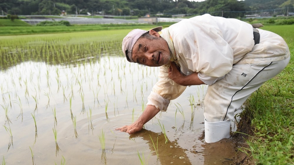 稻田收成受连续天灾影响。（X@JapanGov）