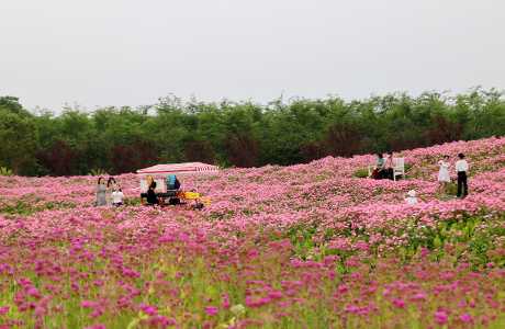 上海市金山区的花开海上生态园花海。(图片来源:新华社) 上海市金山区的花开海上生态园花海。(图片来源:新华社)