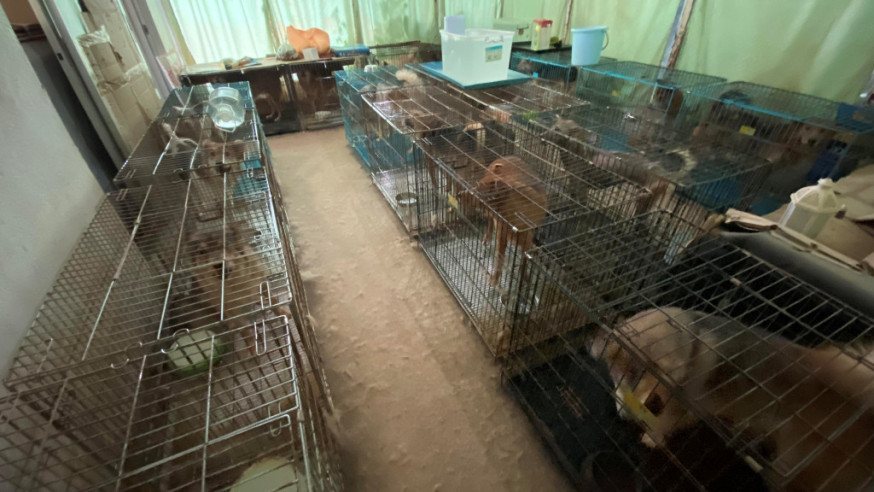31只狗被弃置在一间村屋内，屋内环境恶劣。「爱·领养动物中心」FB