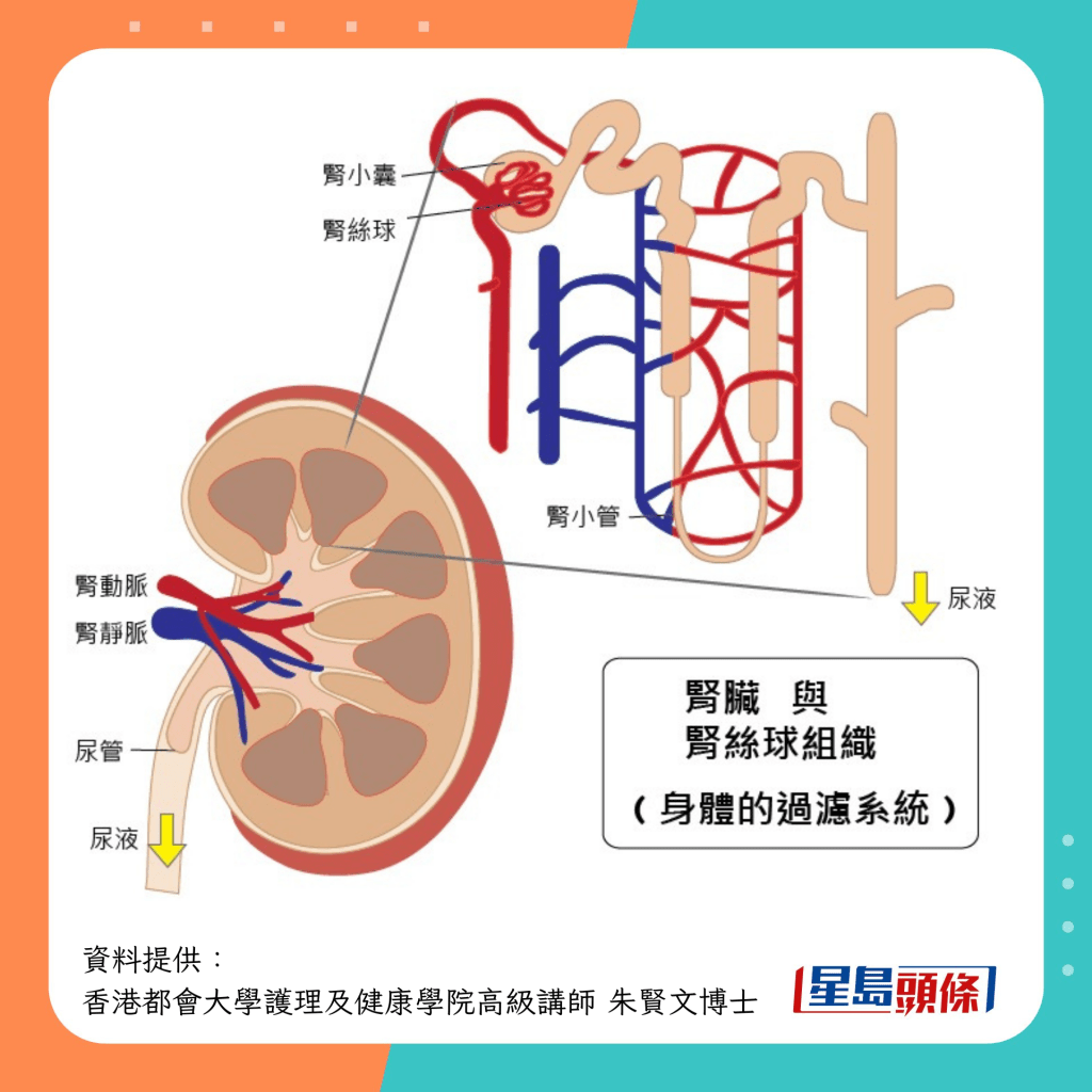 腎臟與腎絲球組織
