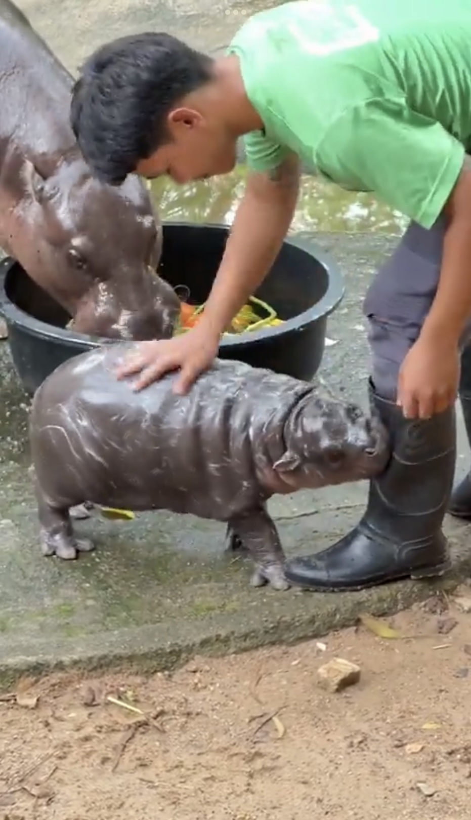 顽皮「弹跳猪」拒绝洗澡，与饲养员较劲。  Khao Kheow Open Zoo