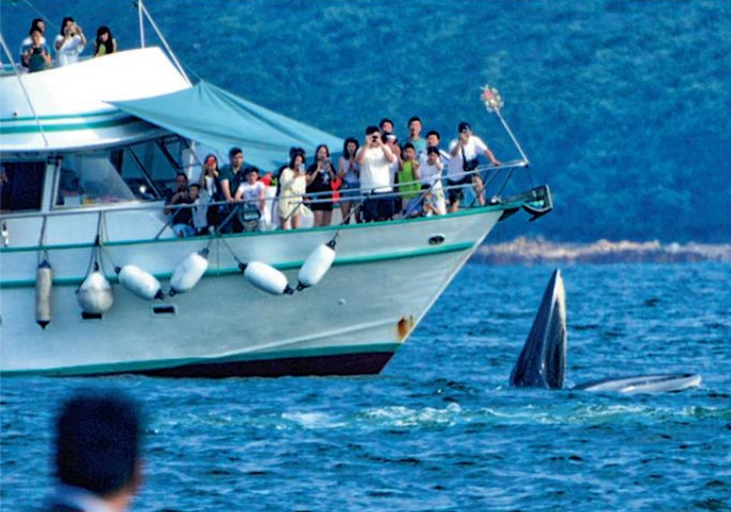 有市民租船观看鲸鱼。
