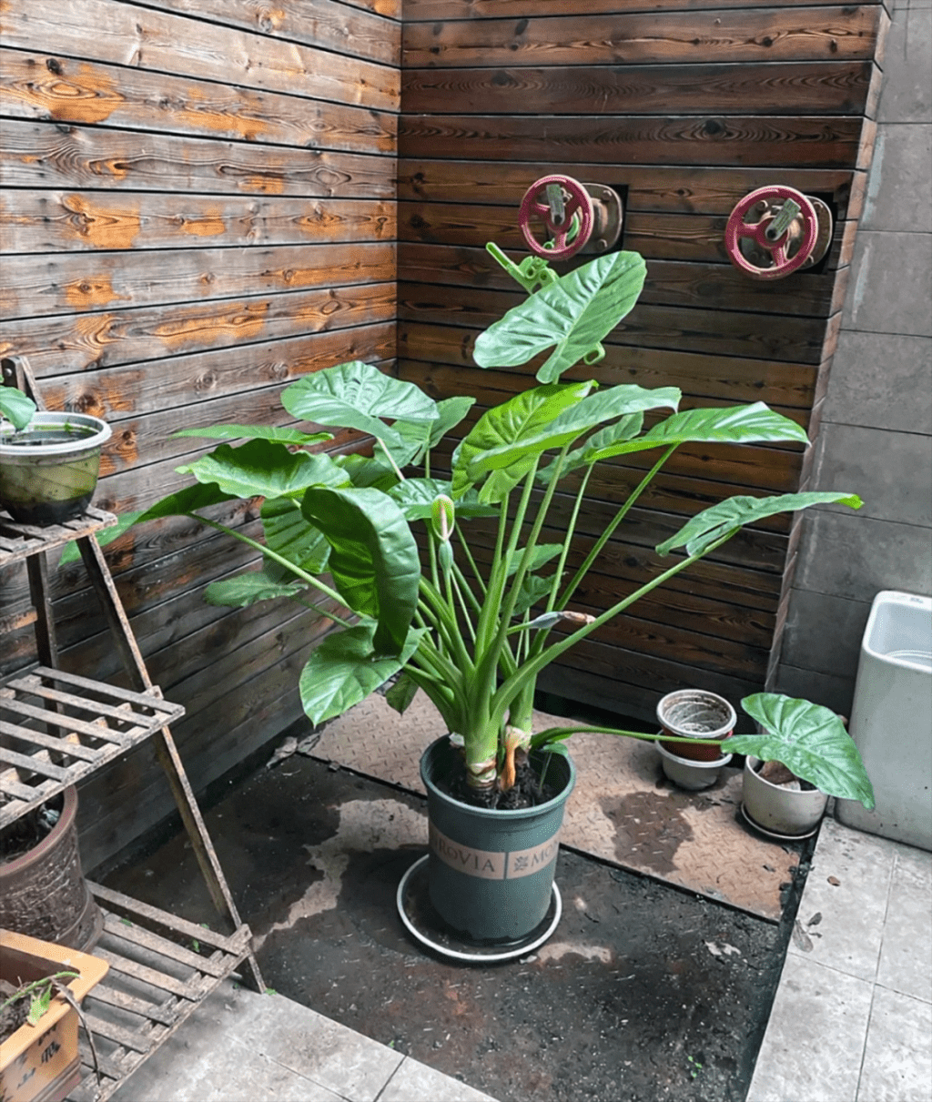 滴水观音全株均有毒性——无论是叶片、茎、花，还是块茎，都带有毒素，其中茎部毒性最强。