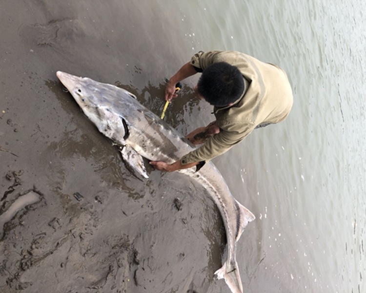 網民用尺度魚身長。網圖