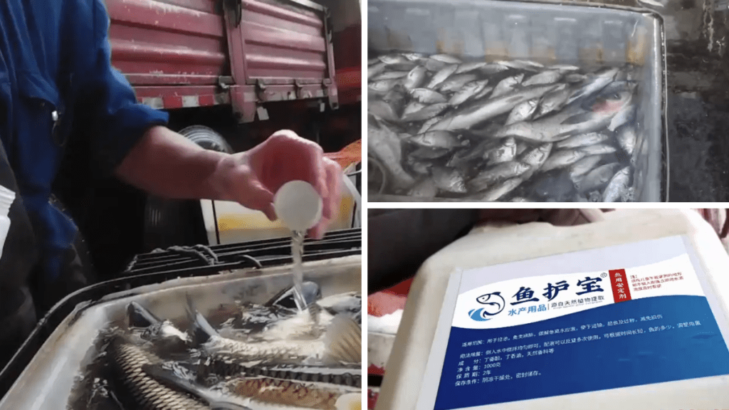 央視踢爆內地「麻醉活魚」黑幕 三無麻藥+工業酒精浸活魚保持賣相 長期食用恐損肝腎