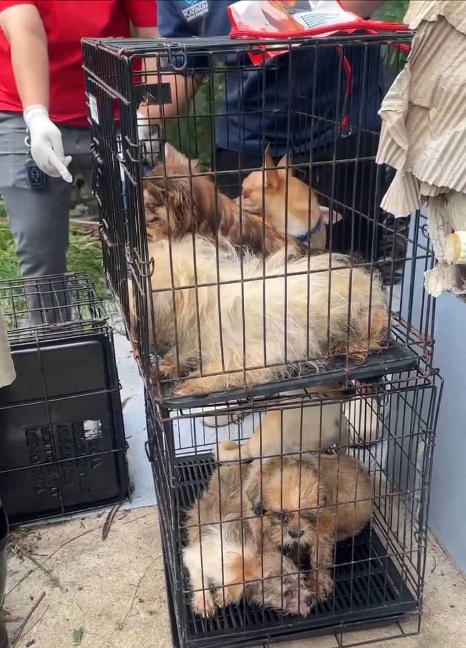 救援人员找匀全屋救出约30只狗。 The Voice Foundation