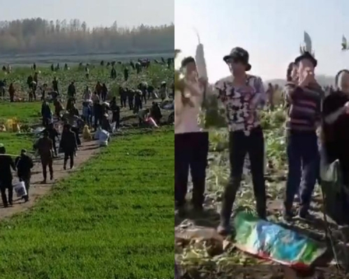 農民200畝蘿蔔被誤傳免費遭哄搶，警方也控制不了場面。（網圖）