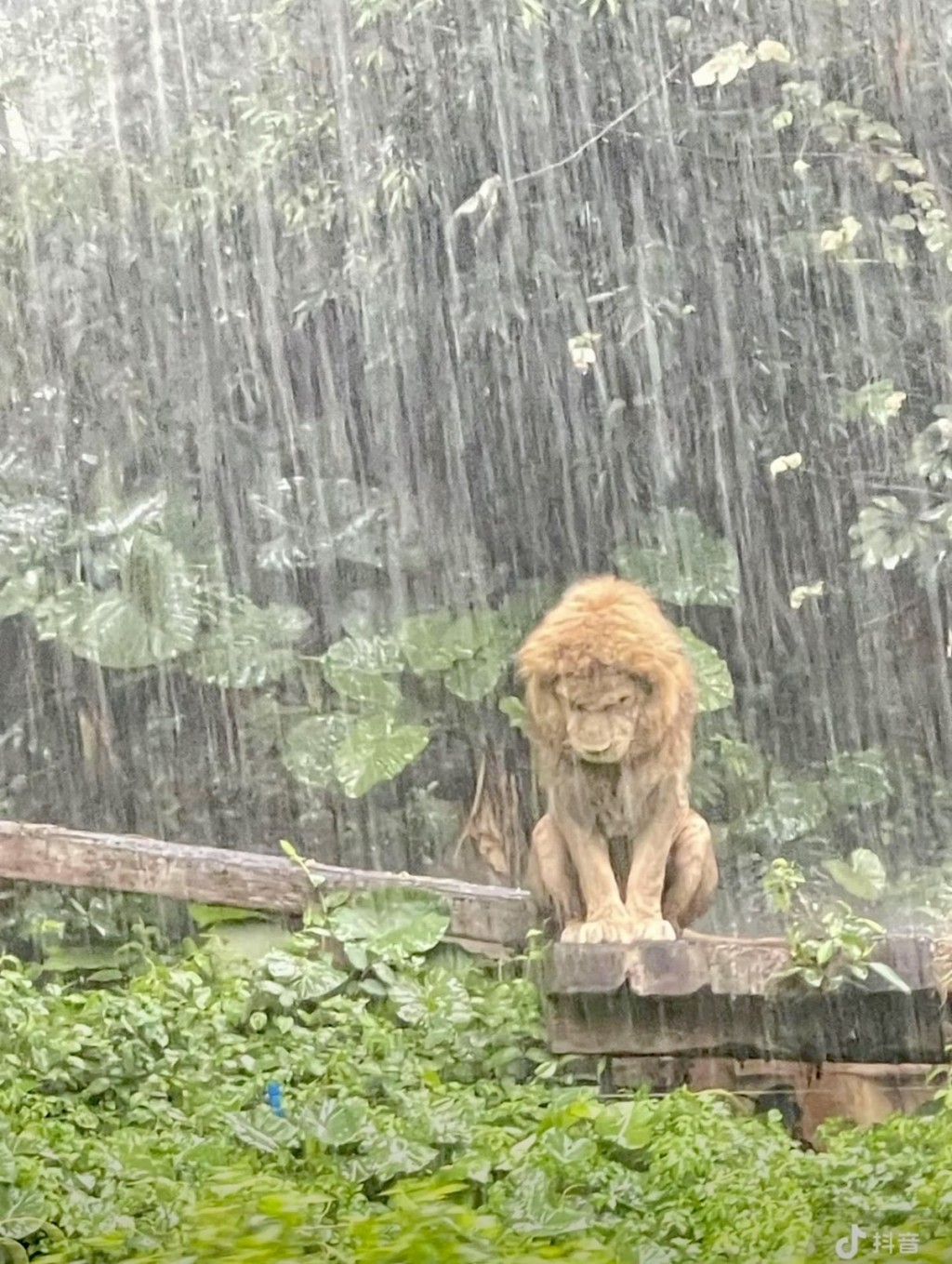 长隆野生动物世界狮子淋雨失恋样惹关注。 长隆野生动物世界狮子淋雨失恋样惹关注。
