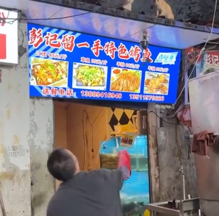 烤鱼店老板将鱼内脏放上屋簷，吸引猫咪到来。