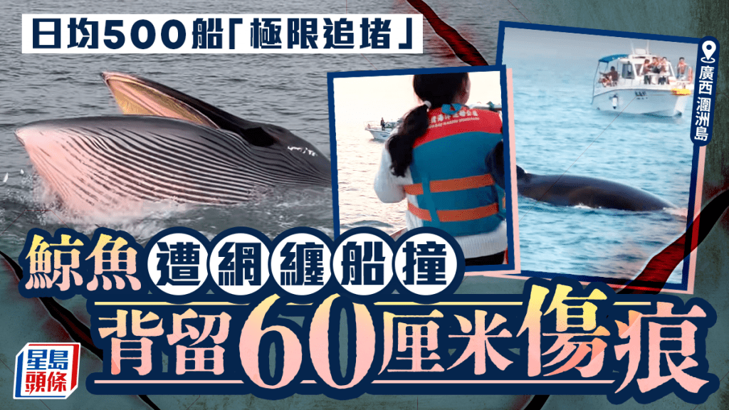 觀鯨熱︱廣西潿洲島日均500艇出海 遊客極限追堵鯨魚周身傷