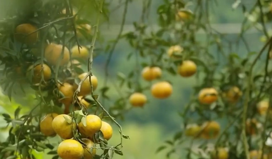 報道指,8成所謂廣東新會陳皮實為「廣西陳皮」。央視截圖 報道指,8成所謂廣東新會陳皮實為「廣西陳皮」。央視截圖