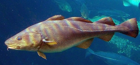 鱈魚是不少食客喜歡的海鮮。網圖