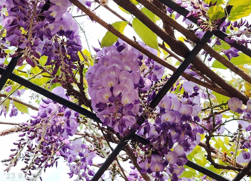 農莊設有2個紫藤花棚架。（圖片來源：FB @ 「香港風景攝影會」CW Yung授權）