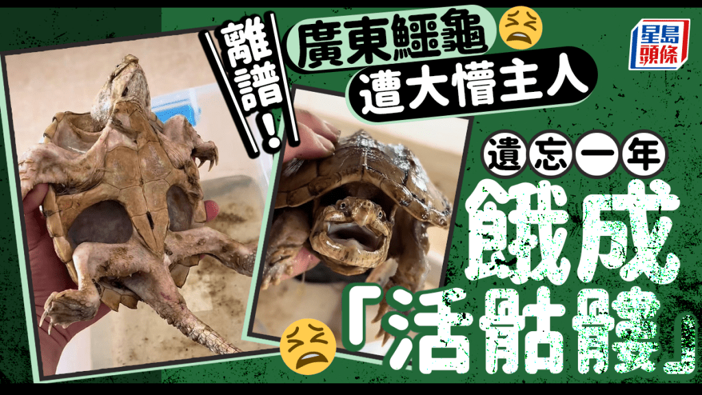 廣東鱷龜遭遺忘一年仍存活。