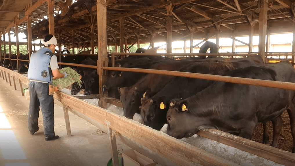 鳥取縣的東伯畜產有30間牛舍，每間飼養約50隻牛。