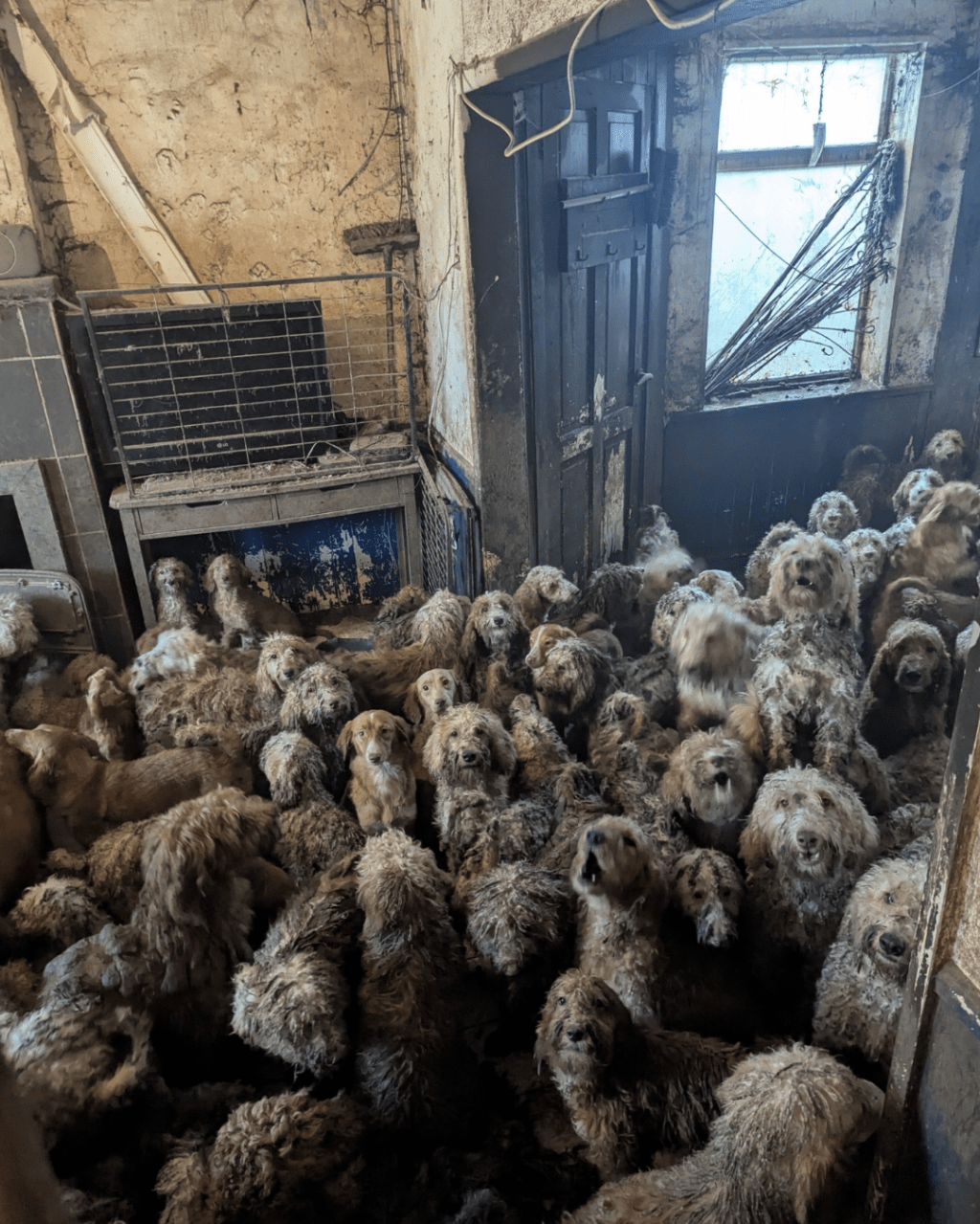 邻居举报后,协会人员到场清点,证实室内共有超过250只狗。 邻居举报后,协会人员到场清点,证实室内共有超过250只狗。