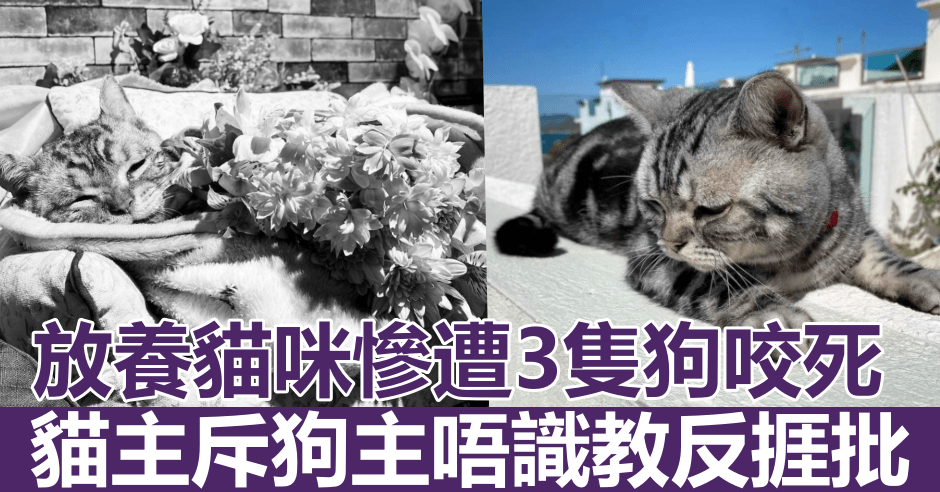 貓主指涉事三隻狗有前科,批評狗主不善教導。FB圖片