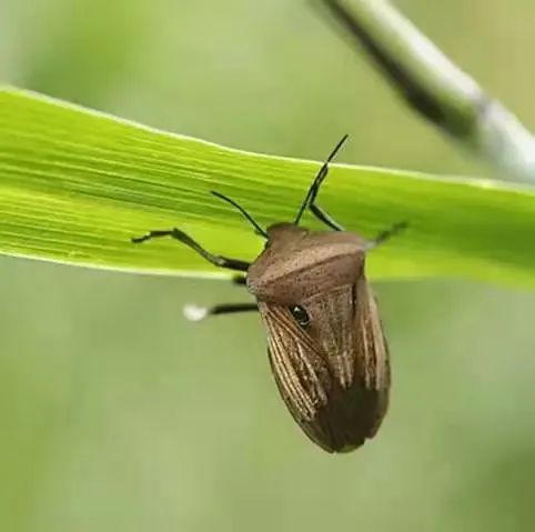 「荔蝽」（又叫：臭屁蟲）主要分布在福建和廣東、廣西一帶。