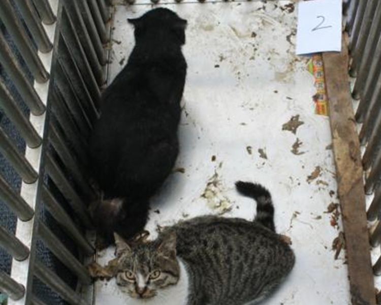 民警將69隻小貓開放給民眾領養。