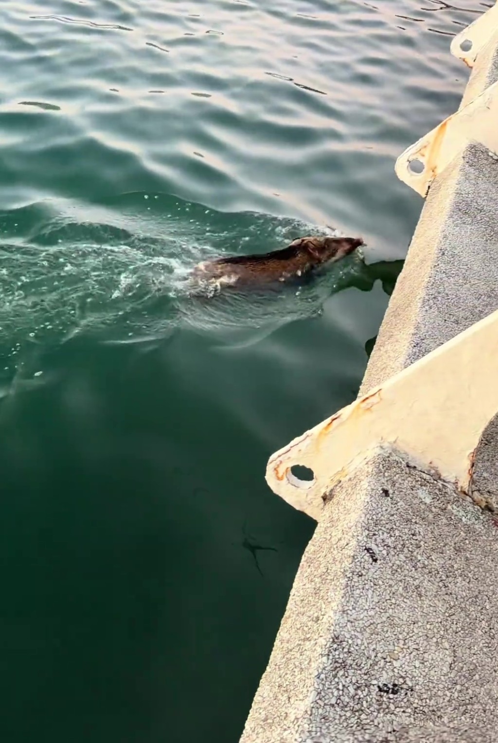 野猪横渡深圳海湾觅食,欲闯盐田栈道被困海面。 野猪横渡深圳海湾觅食,欲闯盐田栈道被困海面。