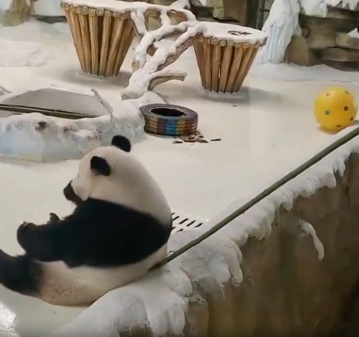 大熊貓「暖暖」食筍時被飼養員用竹竿拍打催促。 網片截圖