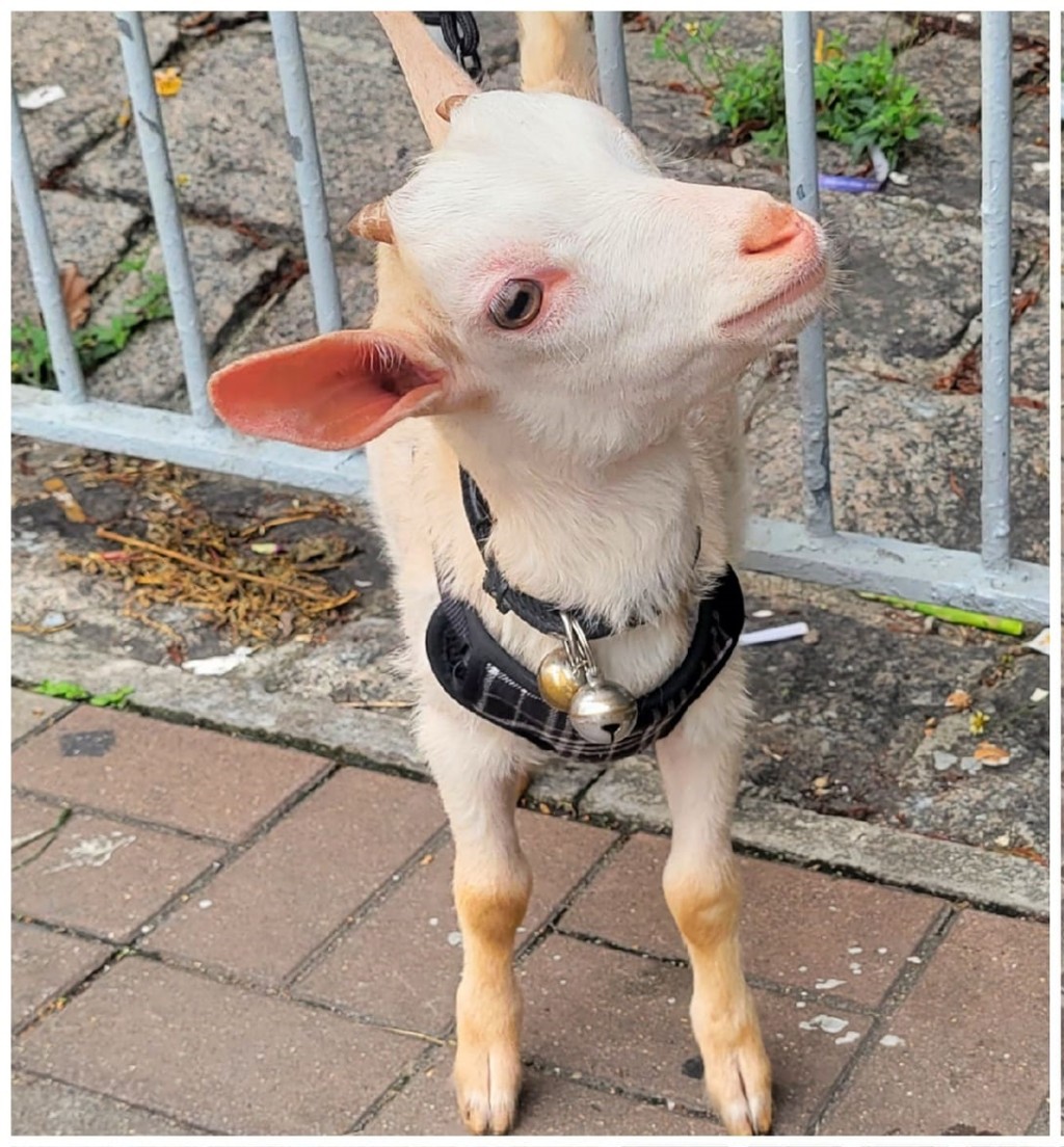 本港有市民4月8日在河邊見到有隻羊寵物。網圖