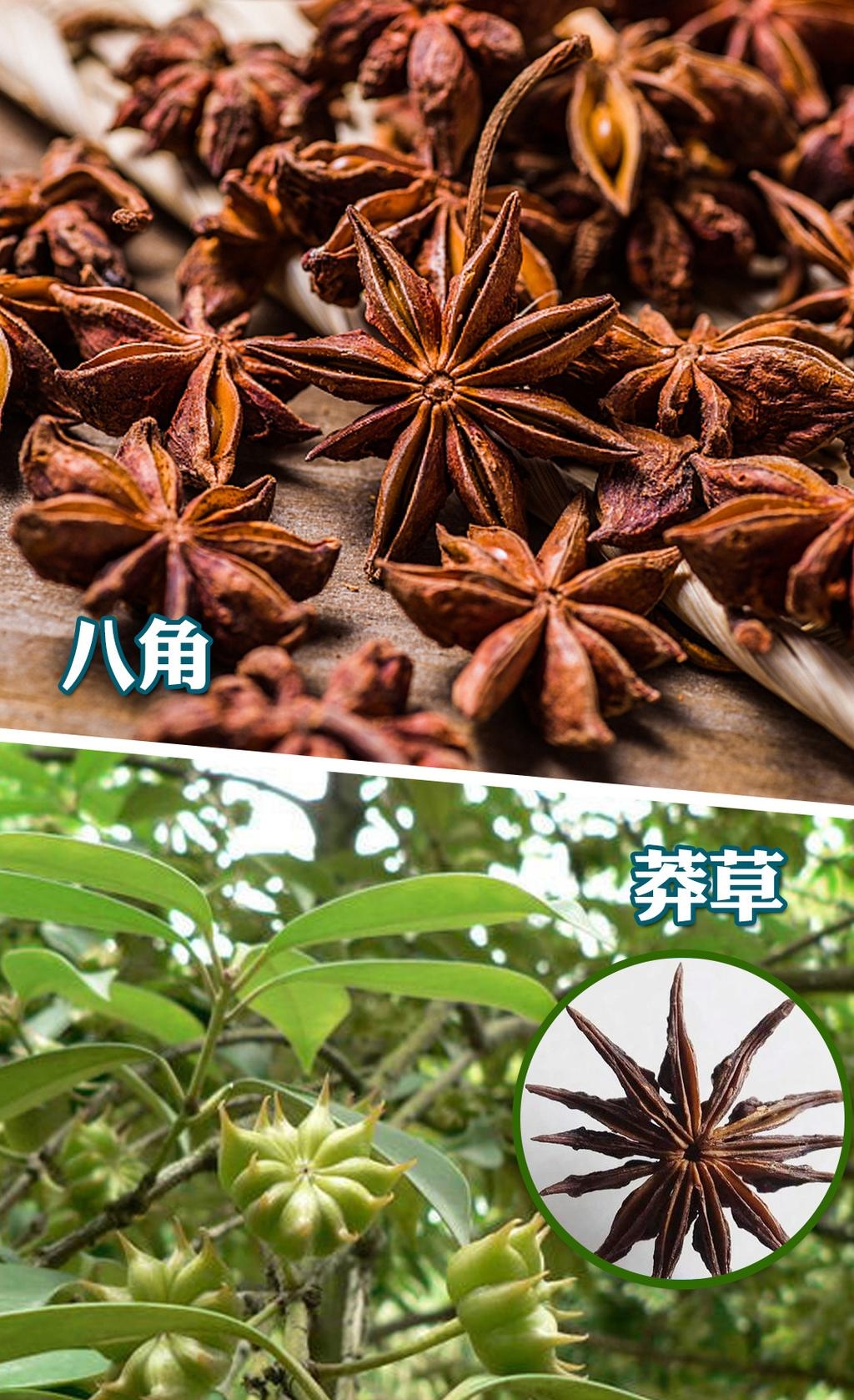 「八角」與「莽草」對比。 「八角」與「莽草」對比。