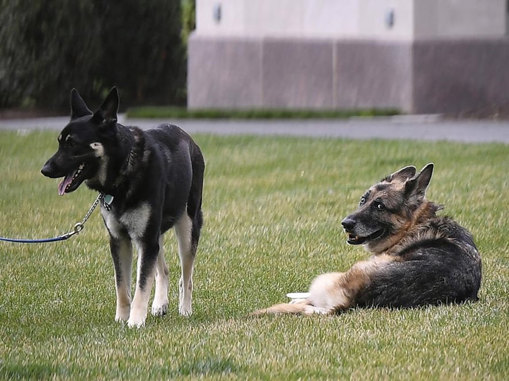 「冠軍」與另一隻德國牧羊犬為3歲的「少校」(Major)同住在白宮。美聯社圖片