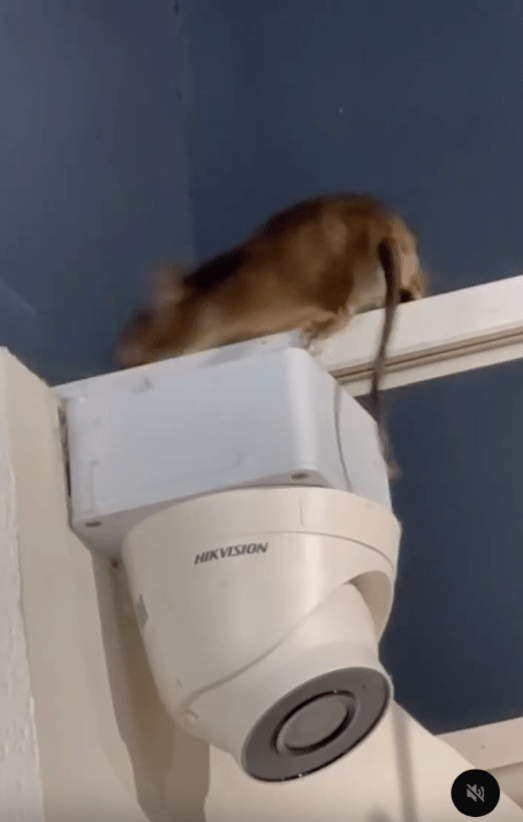 一隻老鼠出現在天花板燈架上，停留數秒後，突然朝餐廳另一方向急速奔跑，隨後消失於畫面中。影片擷圖