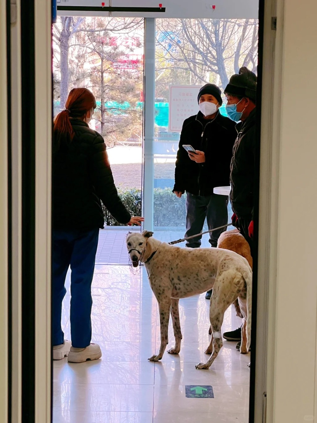 內地飼主如未能找到志願者捐寵物血，便可能要花天價買血。小紅書＠哈瑞是隻堅強小比熊