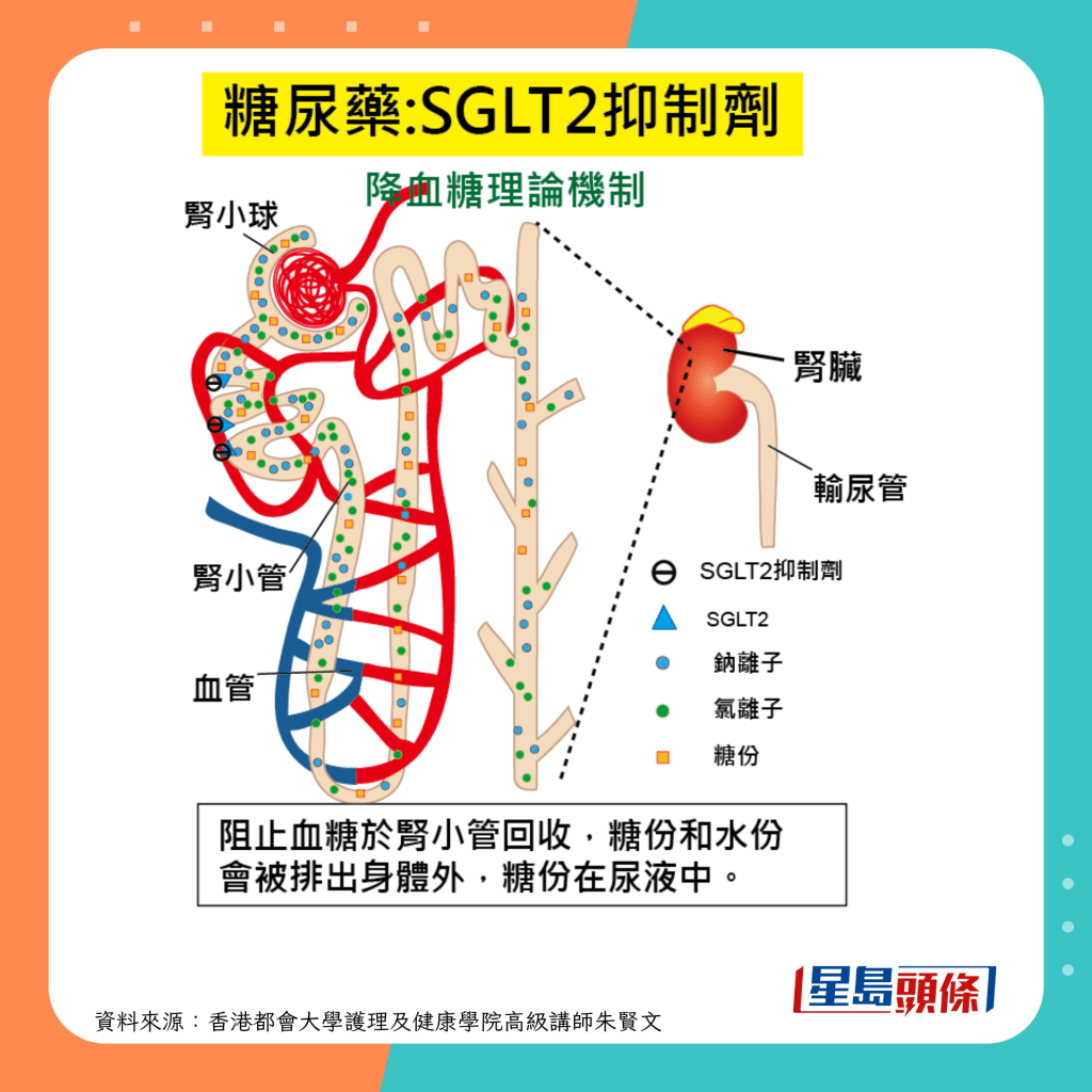 糖尿病药｜钠依赖型葡萄糖共同运输蛋白抑制剂（SGLT2抑制剂）