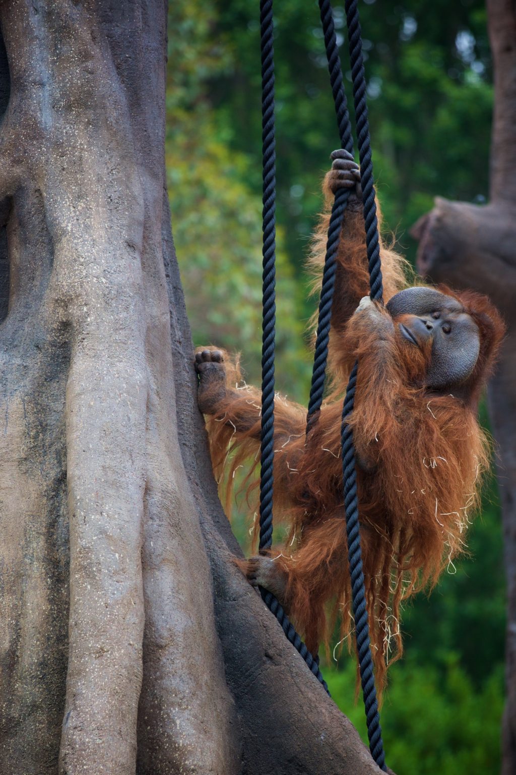 宝宝的父亲“西布”（Sibu）拥有珍贵基因。 Dublin Zoo