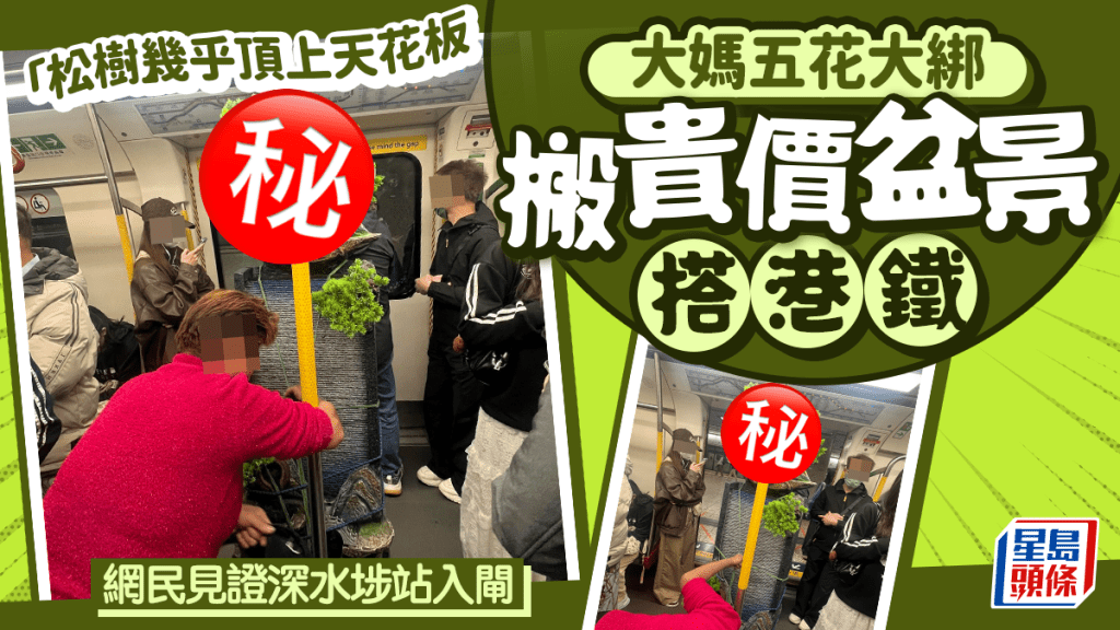 「松樹」幾乎頂上天花板 大媽五花大綁搬貴價盆景搭港鐵 網民見證深水埗站入閘｜Juicy叮