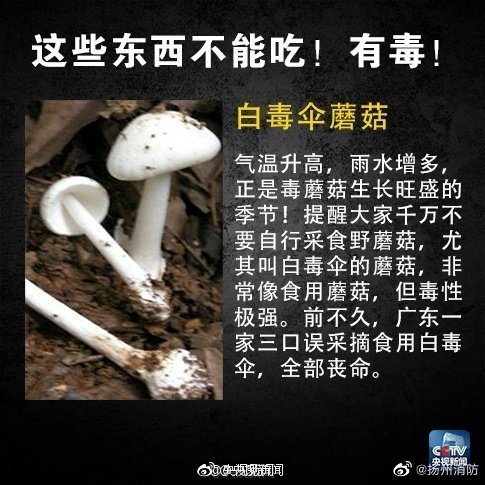 白毒針傘蘑菇。 網圖