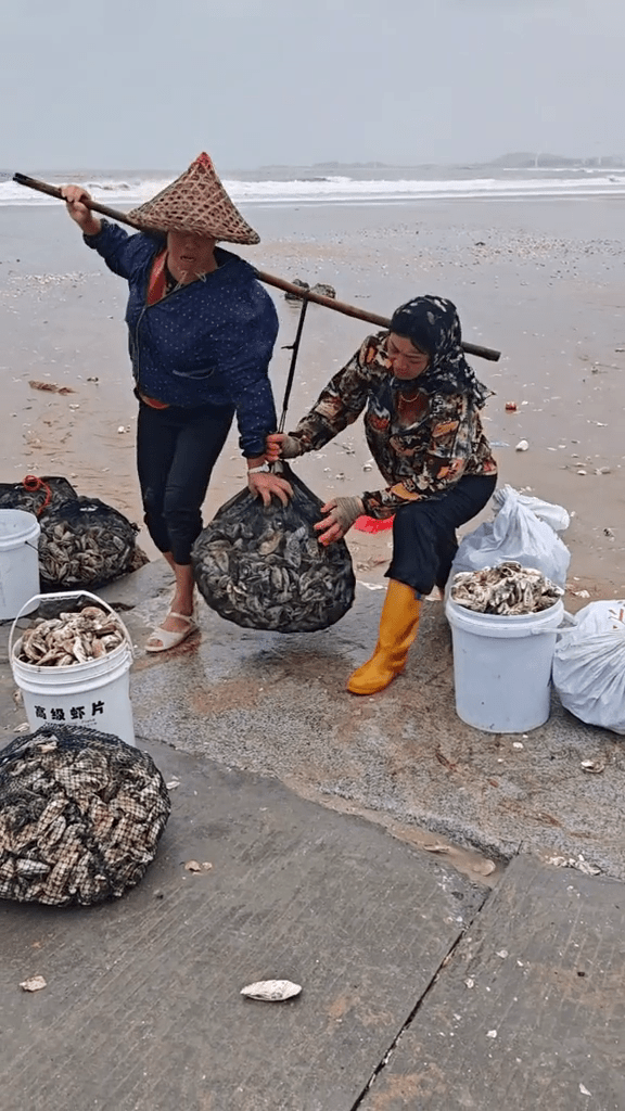 颱風後，在福建漳州，退潮後海灘遍地生蠔，市民撿到手軟。
