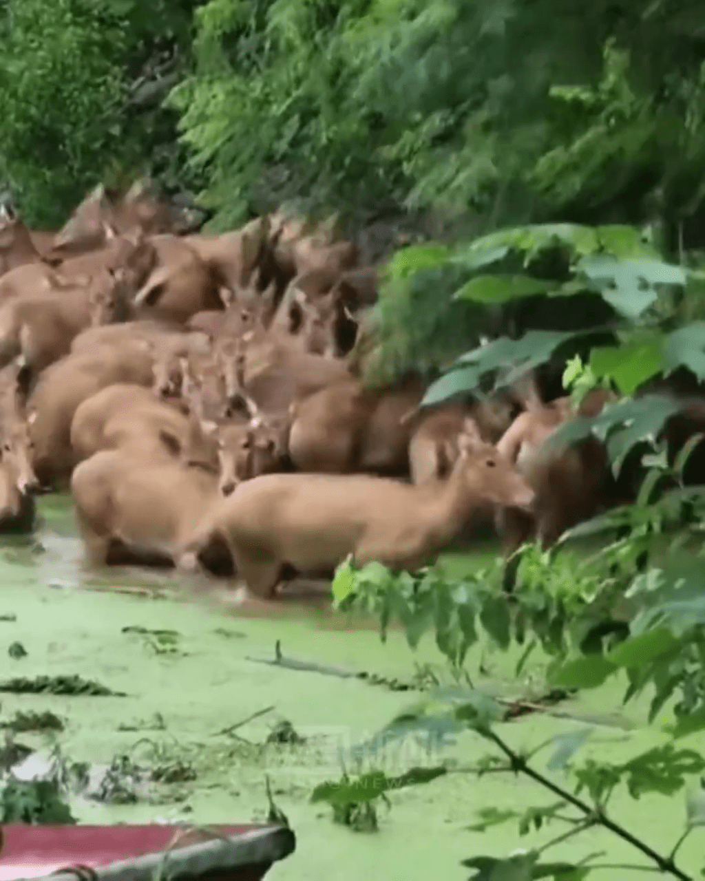麋鹿群上岸避洪水，目擊者稱有六七十隻。
