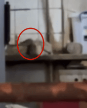 網民拍攝到有一隻老鼠（紅圈）在鐵櫃覓食的一刻。