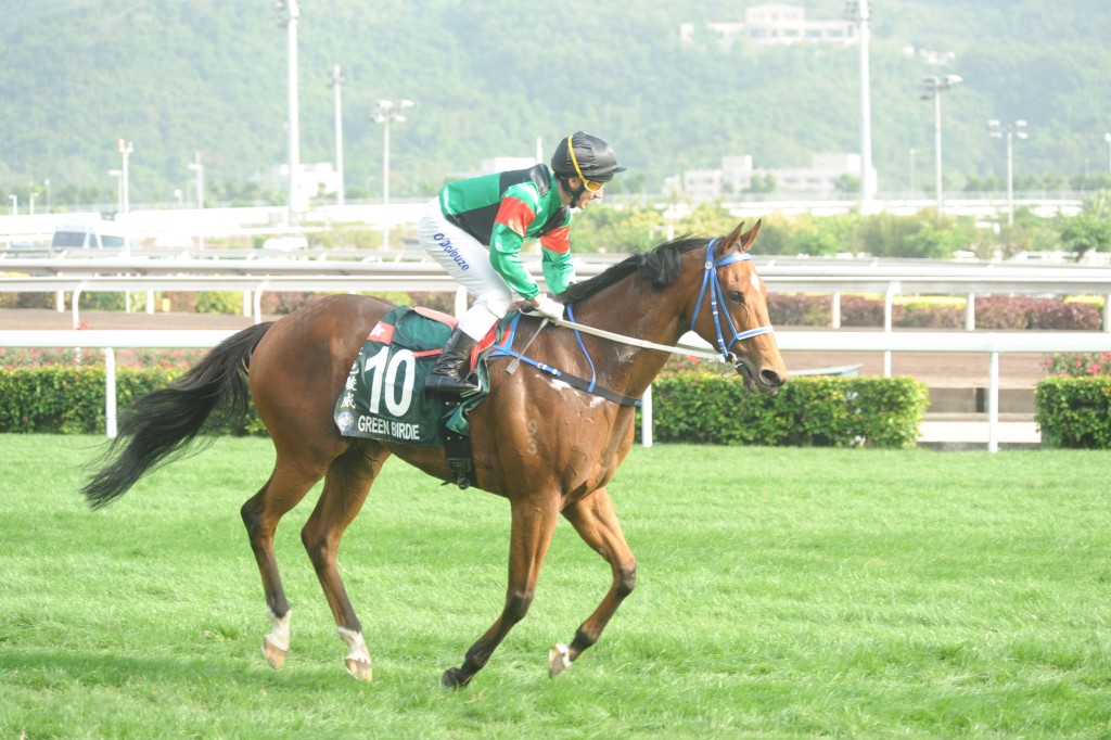 綠色系名下頂班馬「綠色駿威」，曾經遠征日本、杜拜及新加坡。